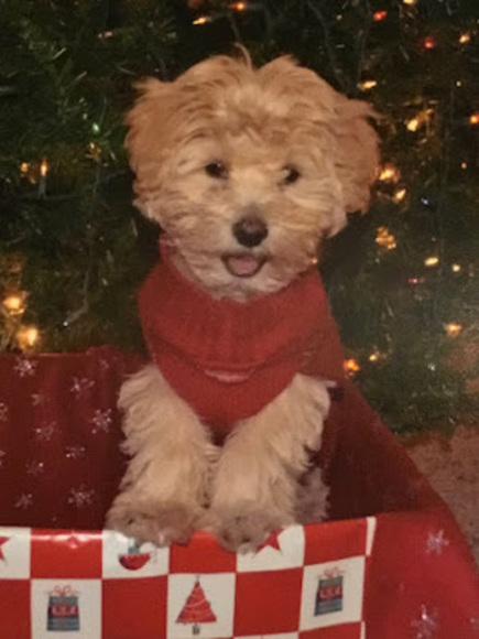 Meet your Posher, Gracie - Picture 1 of 1